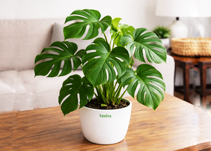 Monstera Deliciosa